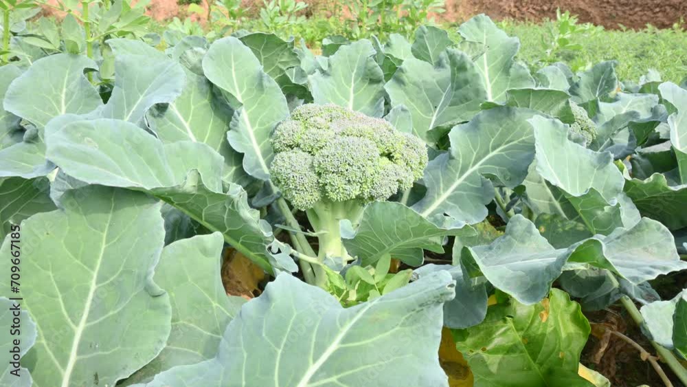 Broccoli in organic vegetable garden. Its other names Brassica oleracea
