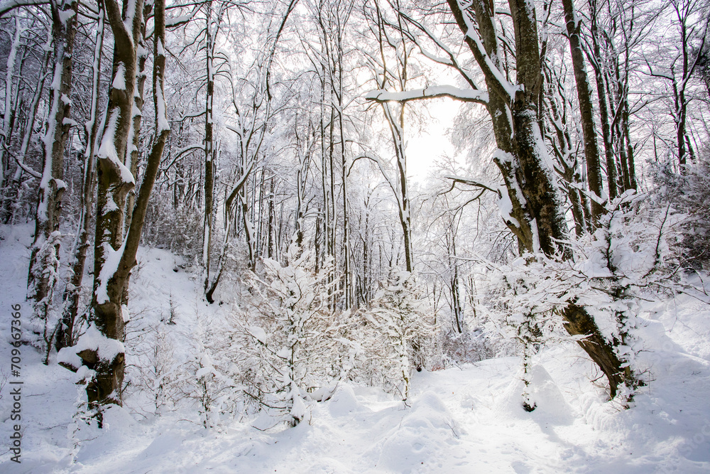 Winter landscape and snowfall in La Grevolosa forest, Osona, Barcelona, Spain Winter landscape and snowfall in La Grevolosa forest, Osona, Barcelona, Spain