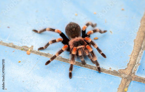 Tarantula spider close-up on the floor in the house. Tarantula spider as a pet.