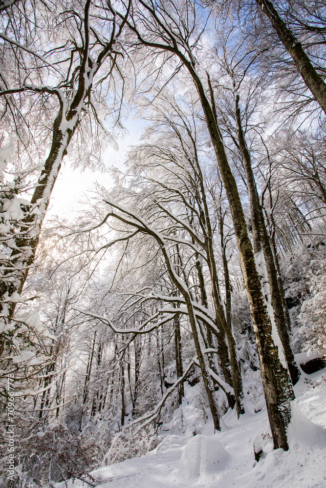 Winter landscape and snowfall in La Grevolosa forest, Osona, Barcelona, Spain Winter landscape and snowfall in La Grevolosa forest, Osona, Barcelona, Spain