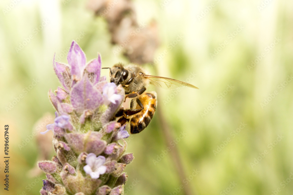 Abelha em um flor de lavanda. A abelha amarela ou abelha italiana amarela, a abelha italiana é uma espécie proveniente do sul da Europa. Mata Atlântica Brasileira, São Paulo, Brasil. Abelha em um flor de lavanda. A abelha amarela ou abelha italiana amarela, a abelha italiana é uma espécie proveniente do sul da Europa. Mata Atlântica Brasileira, São Paulo, Brasil.