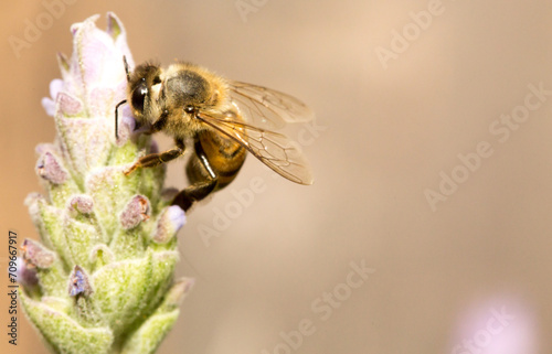 Abelha em um flor de lavanda.  A abelha amarela ou abelha italiana amarela, a abelha italiana é uma espécie proveniente do sul da Europa. Mata Atlântica Brasileira, São Paulo, Brasil.  photo
