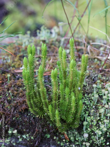 Northern firmoss Huperzia selago, also known as fir clubmoss, wild plant from Finland photo