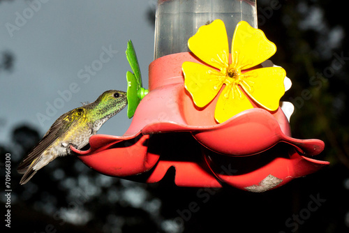 O beija-flor-tesoura-verde é uma ave que pode medir aproximadamente 10 cm de comprimento e se alimenta de flores e insetos. Mata Atlântica brasileira. São Paulo, Brasil.  photo