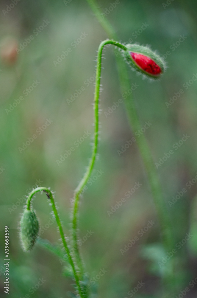 A poppy flower that has just begun to bloom A poppy flower that has just begun to bloom