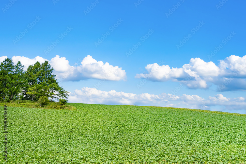 Obraz premium 夏の北海道美瑛・富良野 広大な田園風景