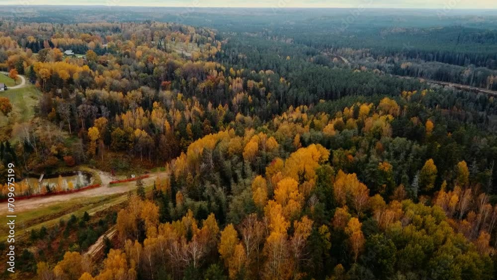Aerial View of Vibrant Autumn Forest with Winding Road Aerial View of Vibrant Autumn Forest with Winding Road