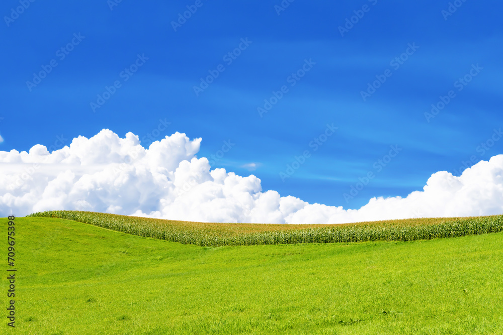 夏の北海道美瑛・富良野　広大なとうもろこし畑