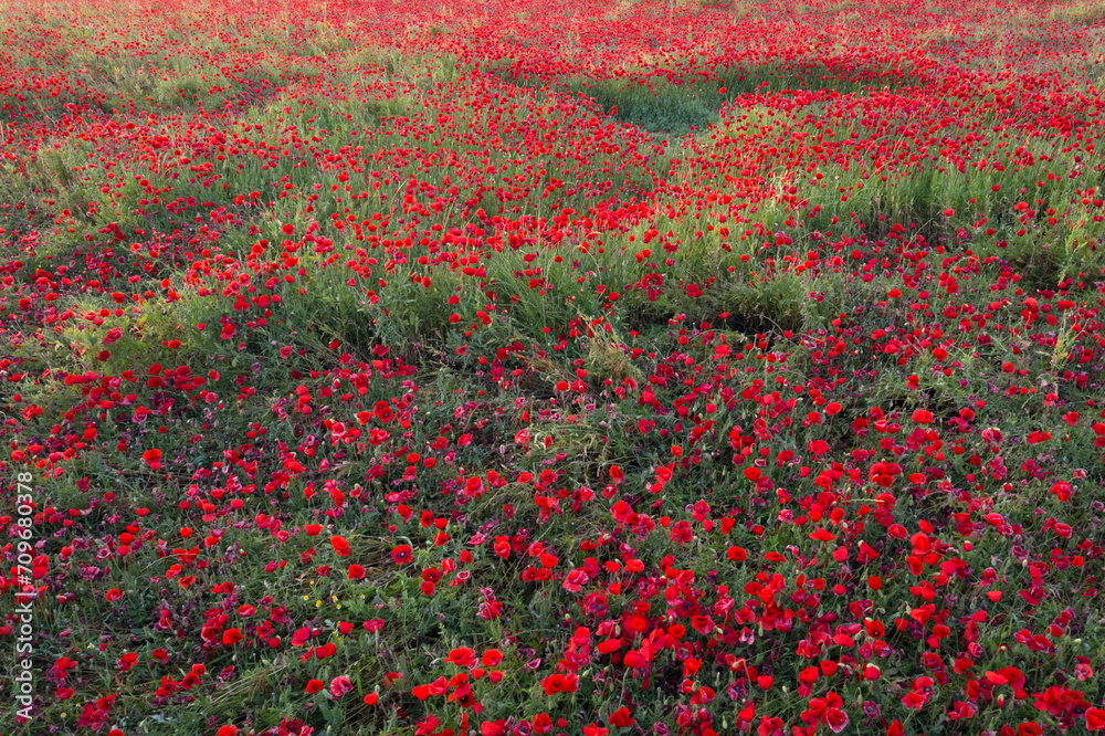 Lush poppy field showcasing a stunning display of crimson blooms with green foliage under the soft light of dusk Lush poppy field showcasing a stunning display of crimson blooms with green foliage under the soft light of dusk
