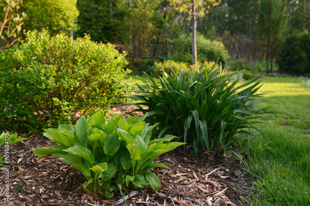 Mixed border in summer garden. Hosta and day lily growing in natural cottage garden Mixed border in summer garden. Hosta and day lily growing in natural cottage garden