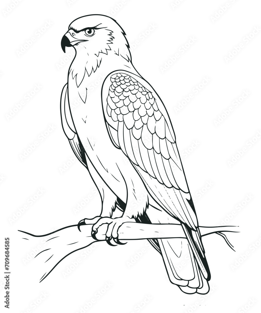 Naklejka premium Illustration of eagle, hawk, falcon. drawing with line art on white backgrounds. Simple Design Outline Style. You can give color you like. Vector Illustrations