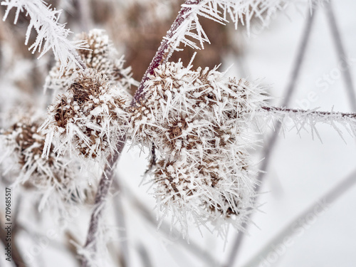 Burdock bush covered with frost