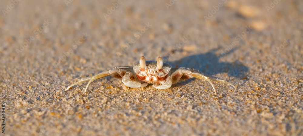 A crab on the beach is running on the white sand. Exotic animals in the resorts of tropical islands. The concept of a beach holiday in the tropics.