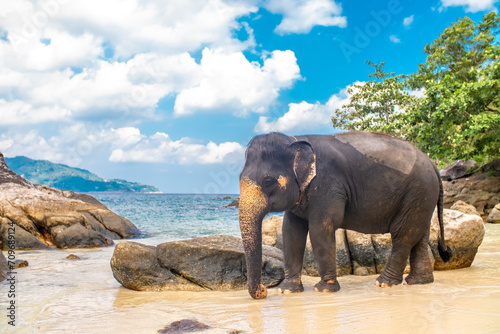 Photography Elephants walk along the seashore