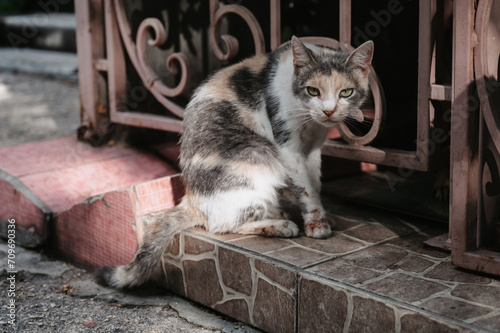 A spotted street cat walking along the street near the fence. Gurzuf cats. photo