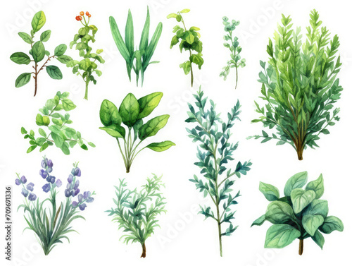 Various Types of Plants on a White Background