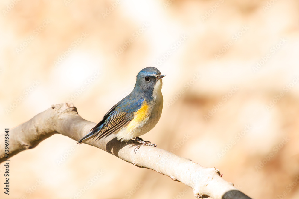 Fototapeta premium 幸せの青い鳥、可愛いルリビタキ（ヒタキ科）。日本国千葉県市川市、大町公園自然観察園にて。 2024年1月6日撮影。A happy blue bird, the lovely Red-flanked Bluetail (Tarsiger cyanurus, family comprising flycatchers).At Omachi park natural observation 
