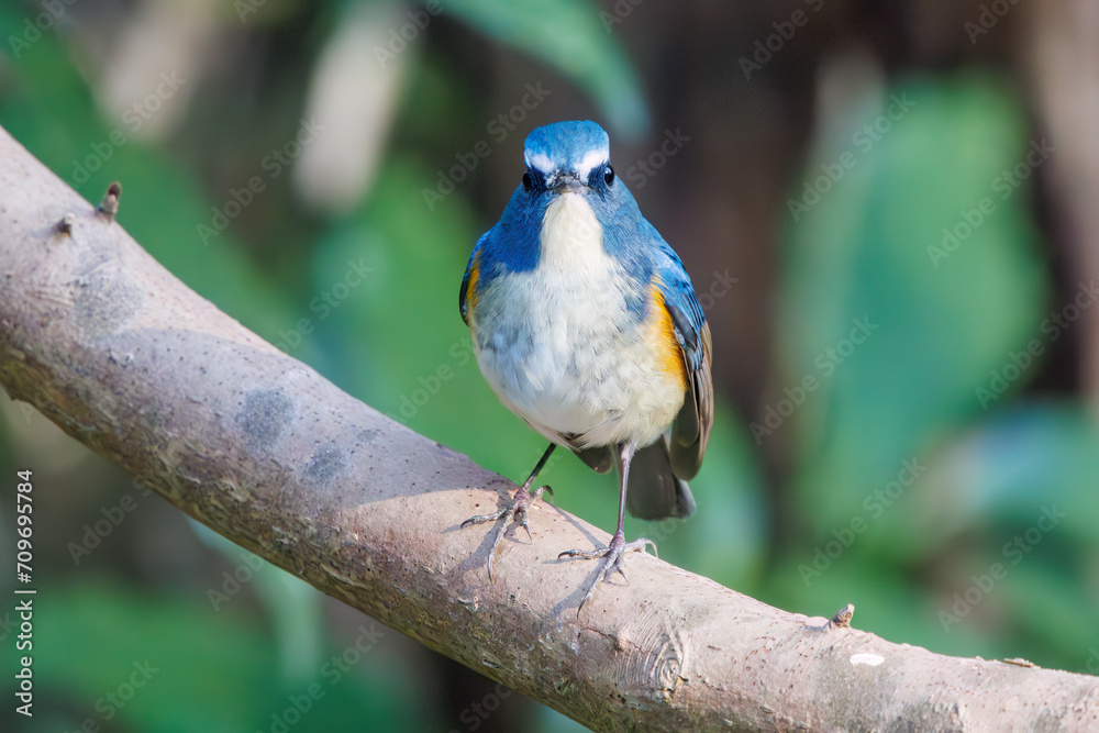幸せの青い鳥、可愛いルリビタキ(ヒタキ科)。 日本国千葉県市川市、大町公園自然観察園にて。 2024年1月6日撮影。 A happy blue ...