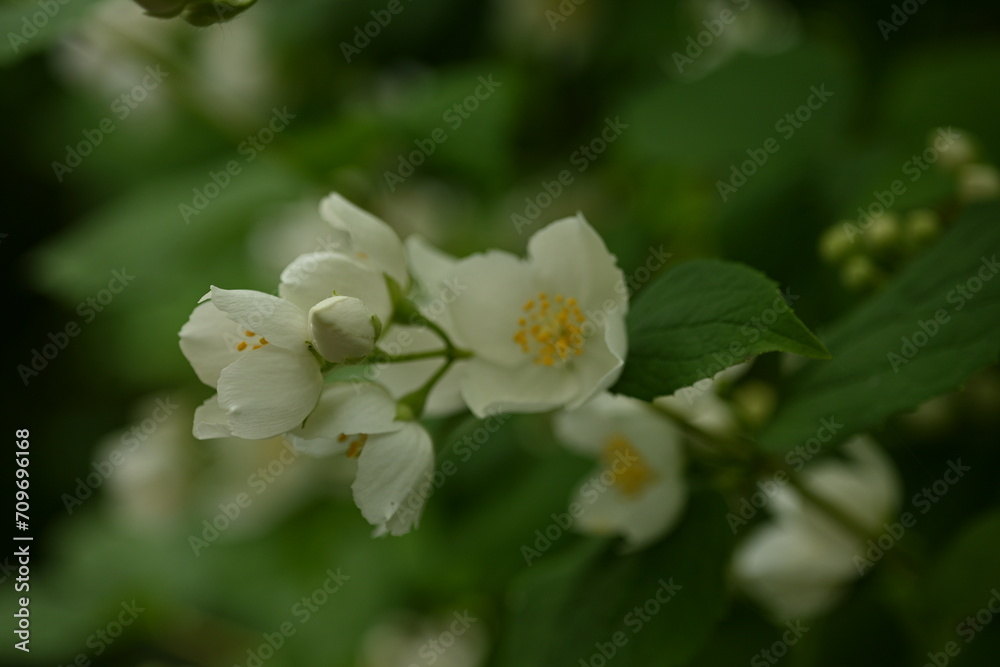 jasmine branches with white flowers, green leaves with jasmine flowers on the bush jasmine branches with white flowers, green leaves with jasmine flowers on the bush