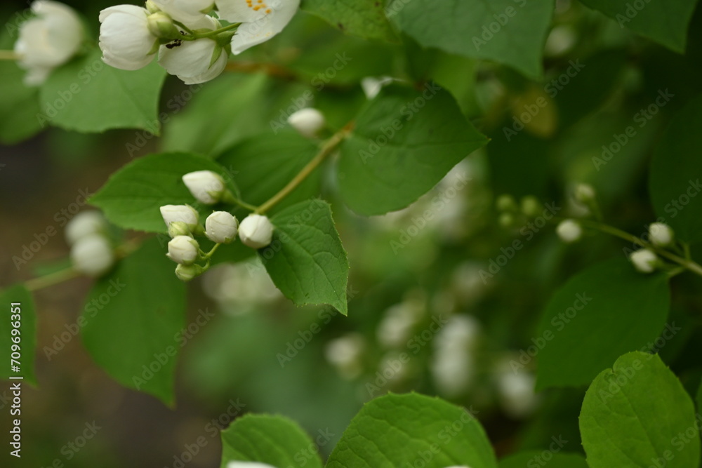 jasmine branches with white flowers, green leaves with jasmine flowers on the bush jasmine branches with white flowers, green leaves with jasmine flowers on the bush