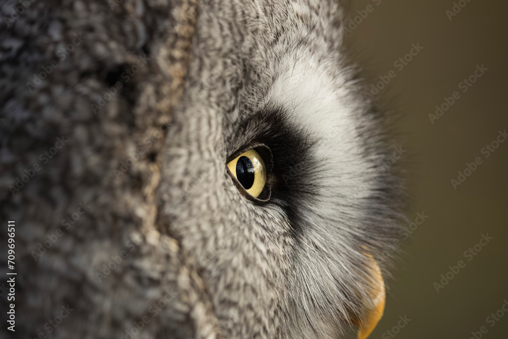 Naklejka premium Eye of Great Grey Owl