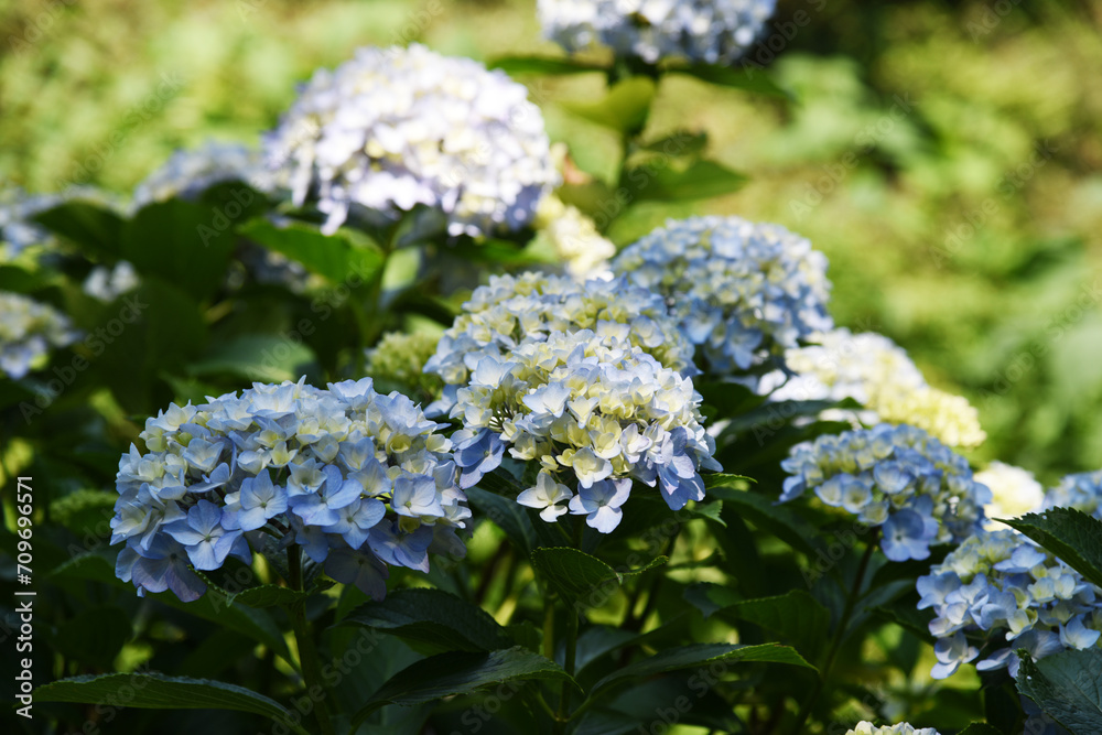 森に咲く水色の紫陽花 ボケ 光 自然光 森に咲く水色の紫陽花 ボケ 光 自然光