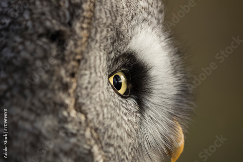 Eye of Great Grey Owl