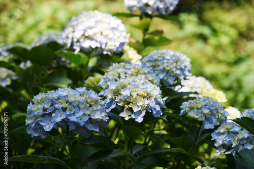 森に咲く水色の紫陽花 ボケ 光 自然光