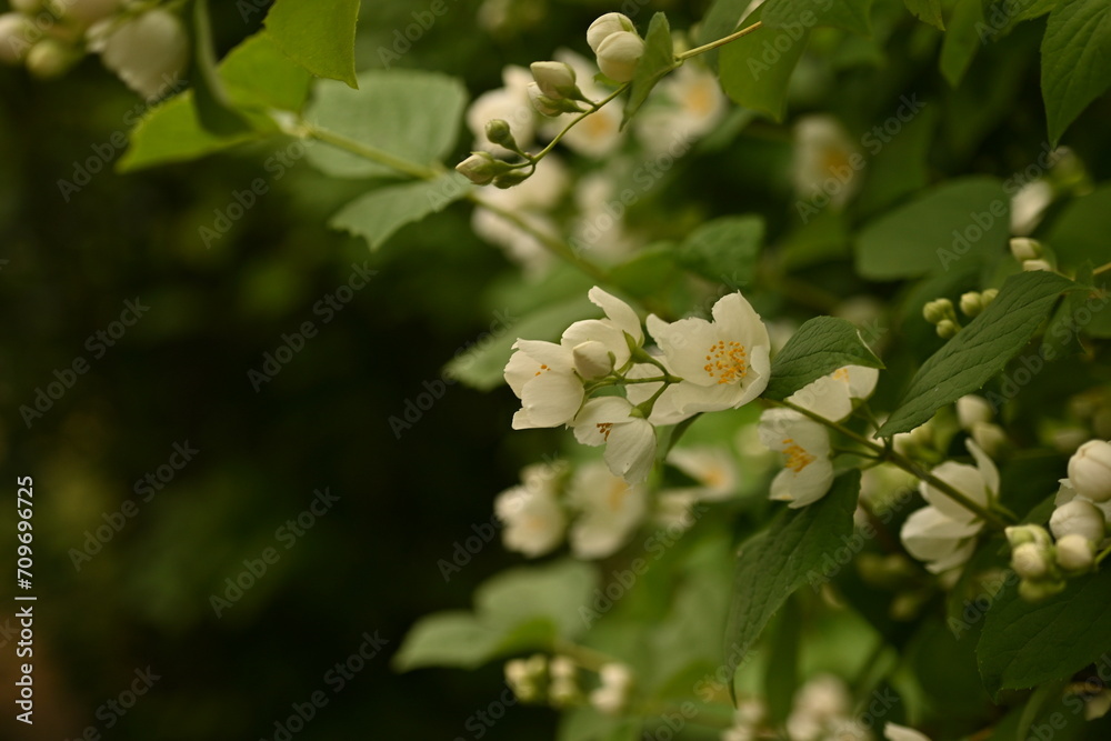 jasmine branches with white flowers, green leaves with jasmine flowers on the bush 