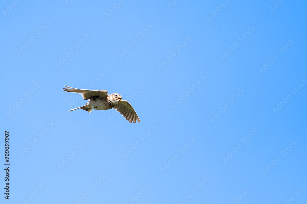 Obraz premium Singende Feldlerche im Flug