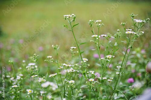 ハルジオンとアカツメクサのクローズアップ　野の花　野草　野原　草原　春　植物　花　白い花　 photo
