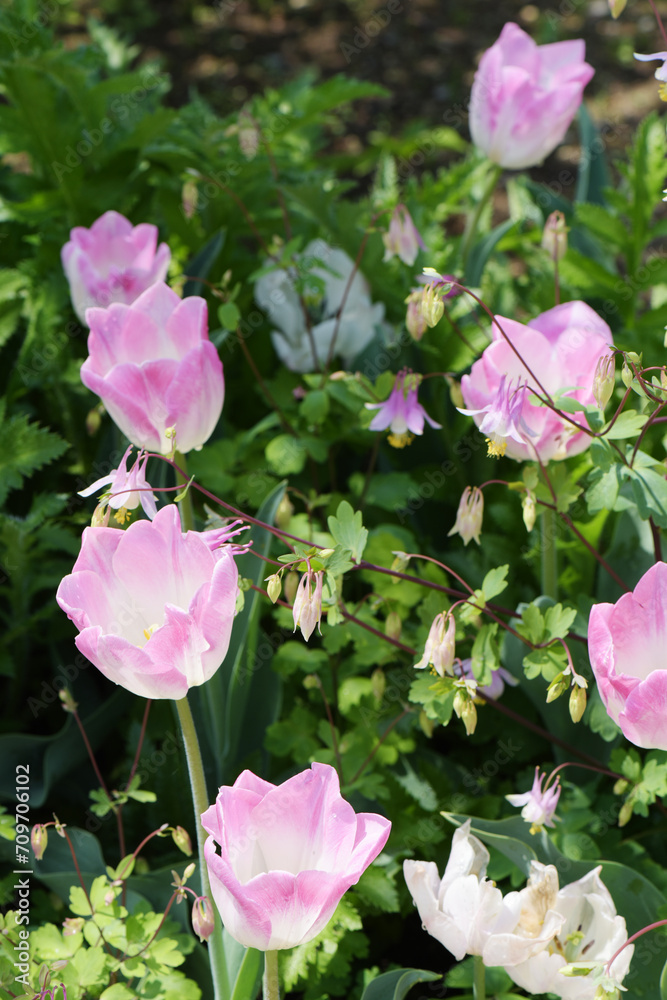 ピンクのチューリップと蛍袋のアップ ホタルブクロ 野の花 花畑 花 自然 ピンクのチューリップと蛍袋のアップ ホタルブクロ 野の花 花畑 花 自然