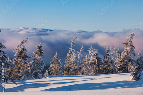 Winter cloudy sunset landscape in the Giant Mountains with trees covered with snow