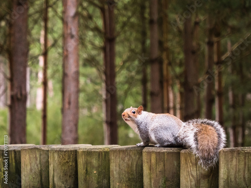 Tubby Grey Squirrel At Woburn Forest photo