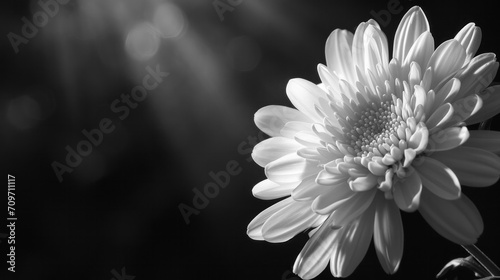 mourning background, funeral white flower with copy space. beautiful white chrysanthemum flower on dark background with space for text photo