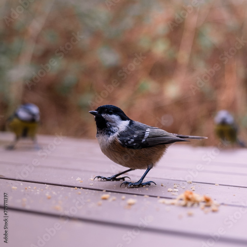 Blue Tit Feeding At Centre Parcs, Woburn photo