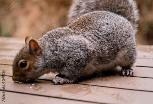 Grey squirrel feeding 