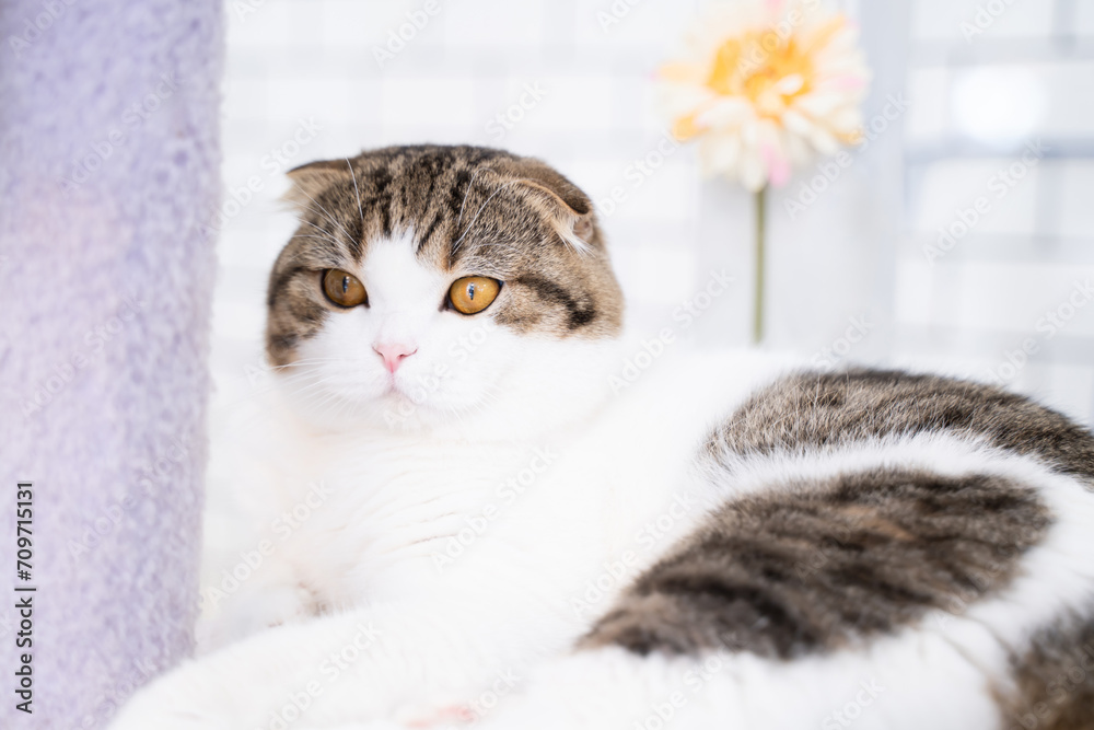 Cute shorthair cat on bokeh light background