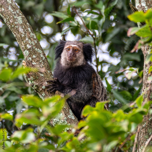 Close up of a Black-tufted marmoset, Atlantic Forest, Brazil photo