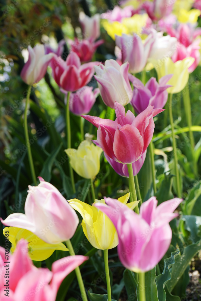 カラフルなチューリップ畑　春　花　自然