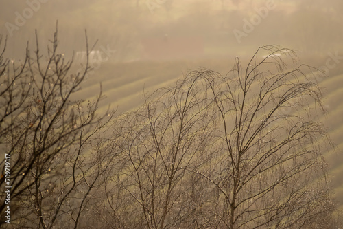 Krajobraz pole we mgle drzewa pokryte kroplami deszczu w porannym zamglonym świetle.