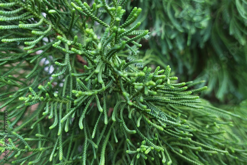 beautiful green pine tree leaf texture