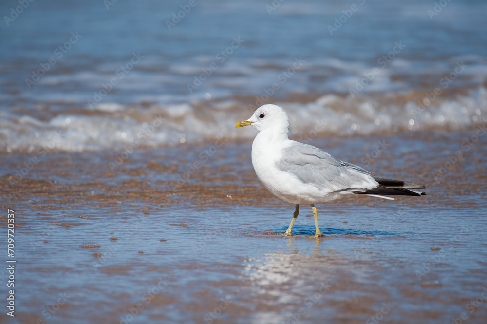 A common gull standing on the beach