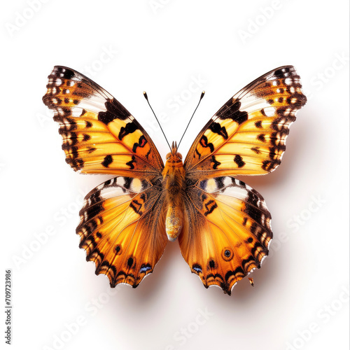 Beautiful butterfly isolated on white background © AdamantiumStock