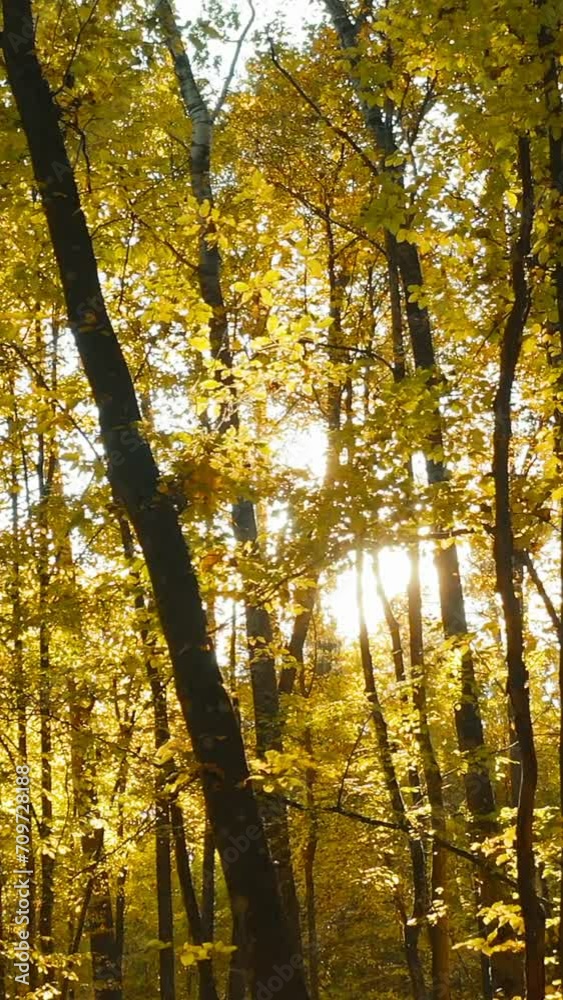 Calm Flight Through Fall Autumn Forest During Beautiful Sunset Evening. Sun Sunlight Through Woods And Trees In Autumn Forest Landscape. Path Way lane Through Fall Forest Park.