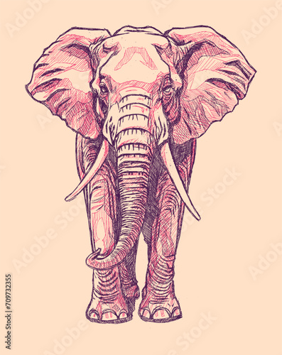 Elephant hand drawn vector illustration. Hand drawn sketch of elephant.