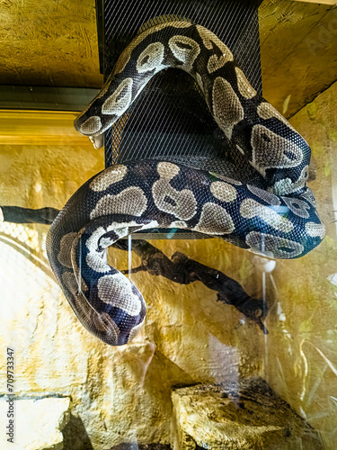 Königspython hängend an Lampe