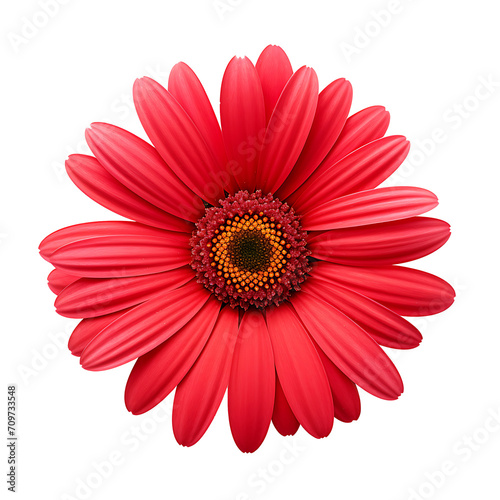 red gerber daisy Realistic images on transparent background PNG  easy to use.