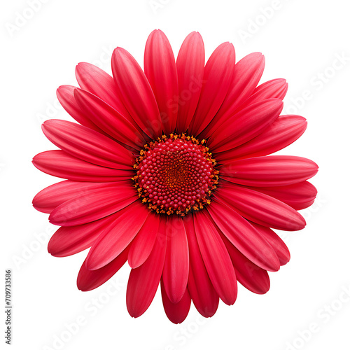 Red gerbera flower on transparent background PNG © AI for You