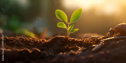 A plant is growing in the soil,Green Sprout in Soil: Symbol of Natural Resilience,Flourishing Plant Life: Soil-based Growth Illustration photo